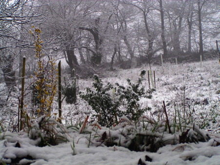 SnowForsythia Holly6