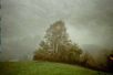5 birches in fog