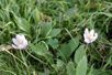 6 spring flowers
