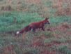 9 morning hunt_2