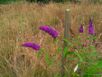 16 Buddleia