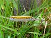 27 larva