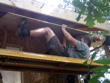 19 pv W eaves Paul Titi 2_1